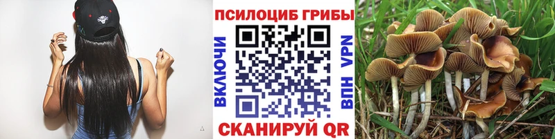 hydra ССЫЛКА  купить наркоту  Благовещенск  Галлюциногенные грибы Psilocybine cubensis 